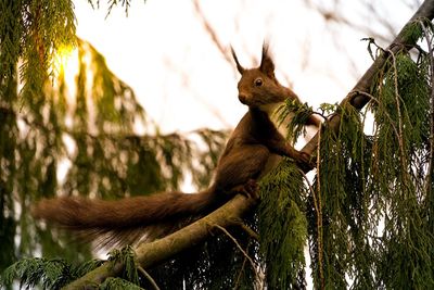 Close-up of squirrel on tree