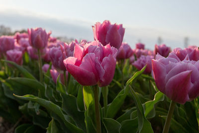 Close-up of pink tulip flowers on field