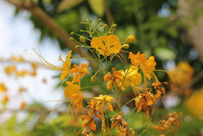 Close-up of yellow flowering plant on field