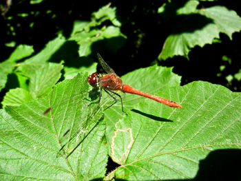 Close-up of insect on leaf