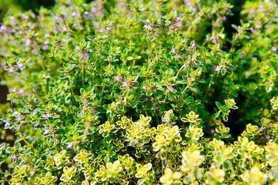 Full frame shot of flowering plants on field