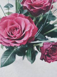 Close-up of pink rose