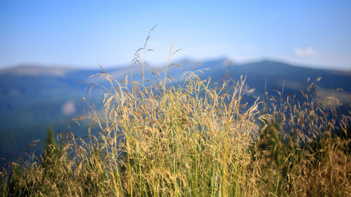 Plants growing on field against sky