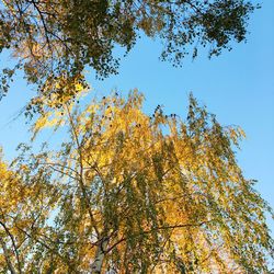 Low angle view of tree against blue sky