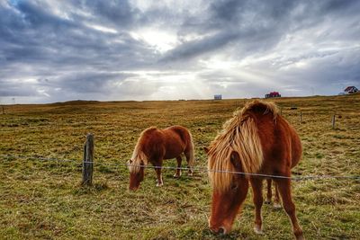 Horses grazing on grassy field against cloudy sky