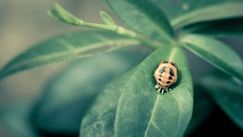 Close-up of ladybug on leaf