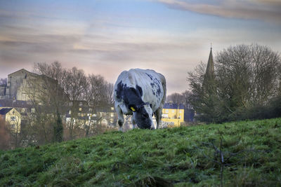 View of a horse on field