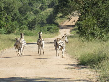 Horse walking on dirt road