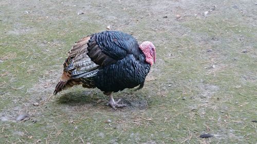 High angle view of bird on field