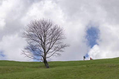 Bare tree on field against sky