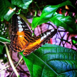 Close-up of butterfly pollinating flower