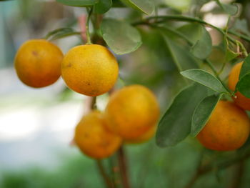 Close-up of oranges growing on tree