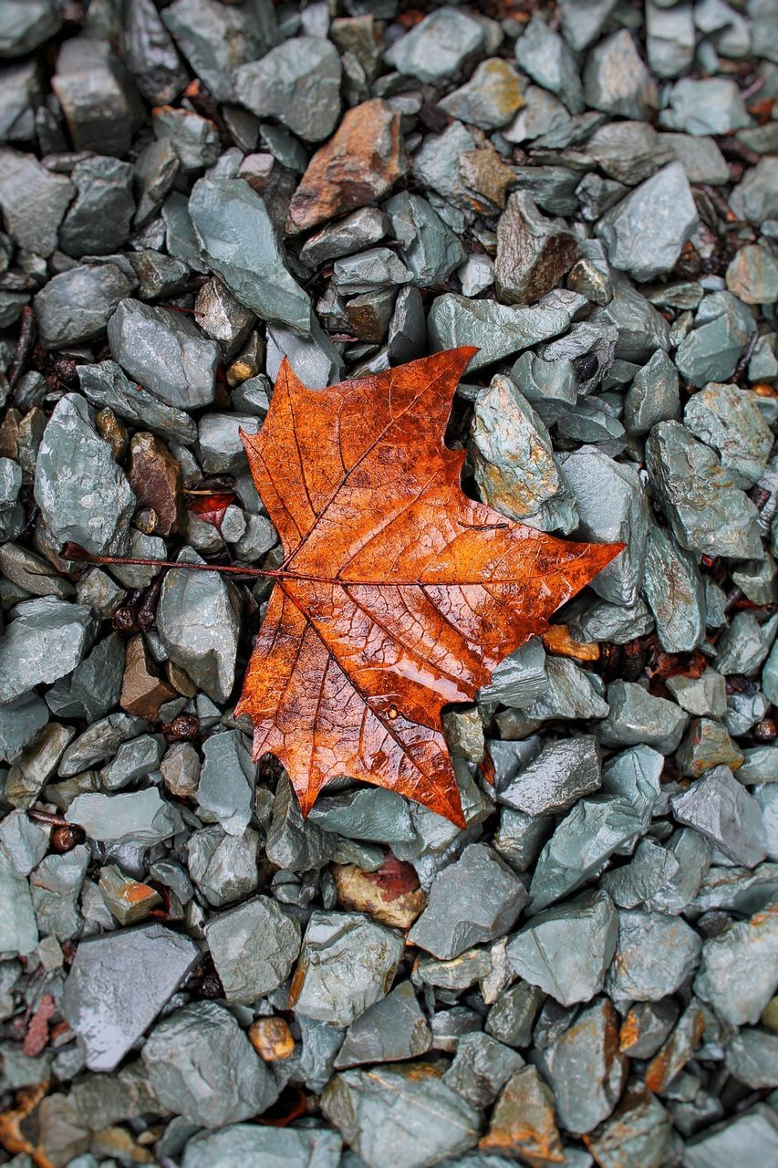 HIGH ANGLE VIEW OF MAPLE LEAVES ON STONE