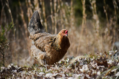 Close-up of a bird on field