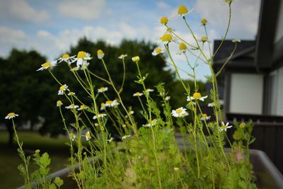 Close-up of yellow flowers blooming