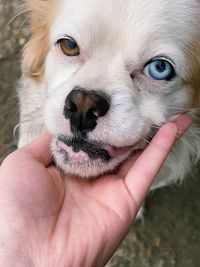 Midsection of person holding small dog