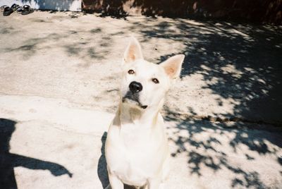 Portrait of dog