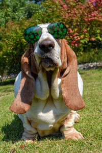 Dog sitting on grassy field wearing glasses 