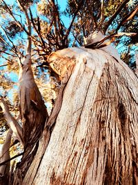 Low angle view of tree trunk in forest