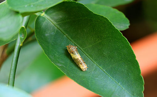 Close-up of insect on leaf