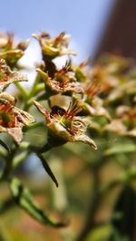 Close-up of plant