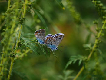 Close-up of butterfly on plant