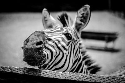 Close-up portrait of a tiger
