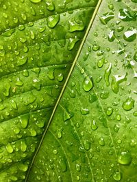 Full frame shot of wet leaf