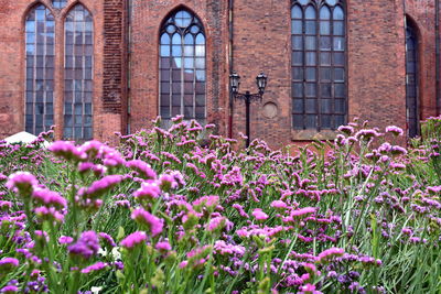 Flowers blooming in front of historical building