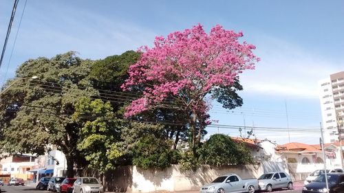 Pink flower tree by road against sky