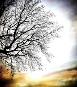 Low angle view of bare tree against sky