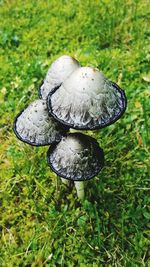 Close-up of mushroom growing on field