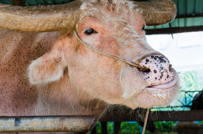 Close-up of cow