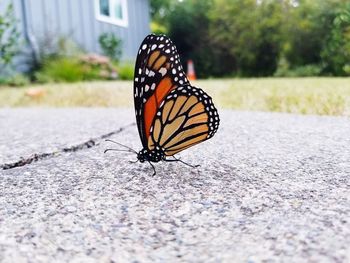 Close-up of butterfly