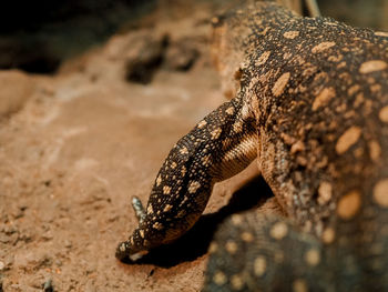 Close-up of lizard on rock