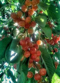 Low angle view of fruits on tree