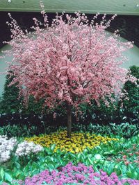 Pink flowers blooming on tree