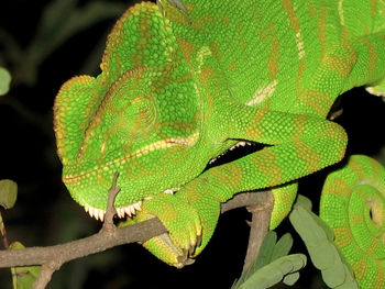 Close-up of green leaves