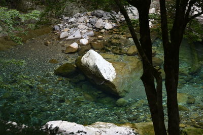 Rocks and trees in water