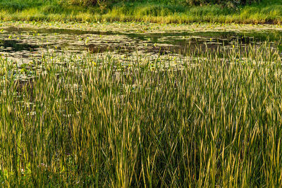 Scenic view of lake