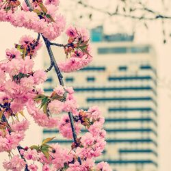 Close-up of cherry tree with building in background