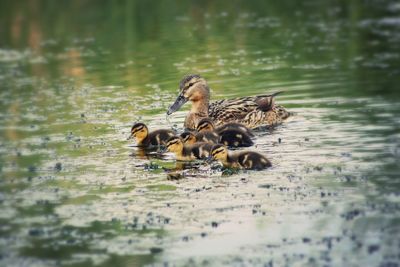 Female mallard duck with ducklings swimming on lake