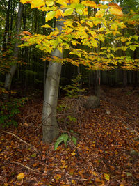 Trees growing in forest during autumn