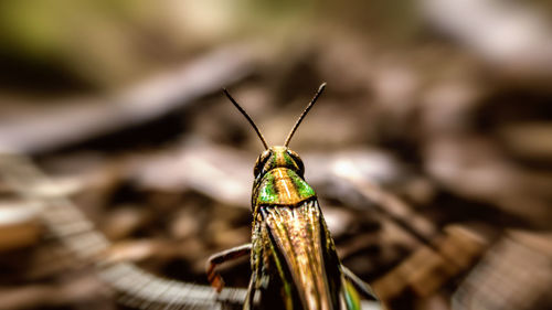 Close-up of insect