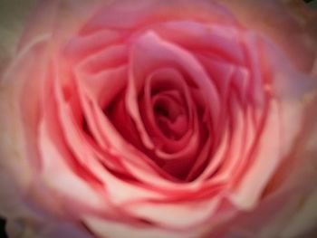 Close-up of rose