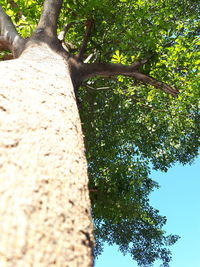 Low angle view of tree against sky