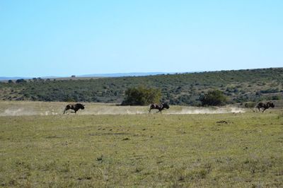 Horses grazing in a field