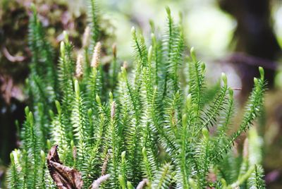 Close-up of plant