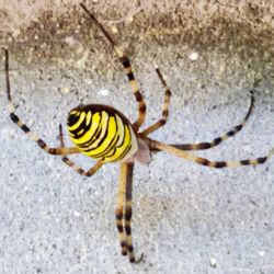 Close-up of insect on yellow flower