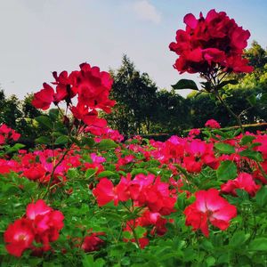 Close-up of pink flowers